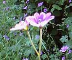 jardin culinaire