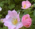 fleur d'ete